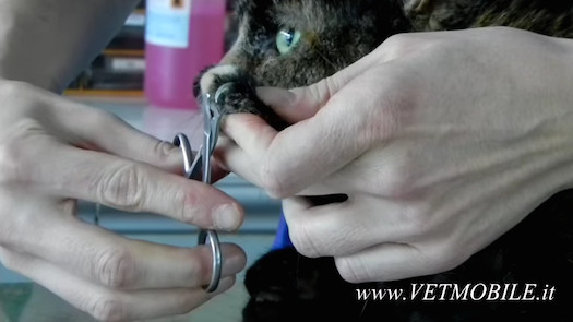 Come tagliare le unghie a cane e gatto